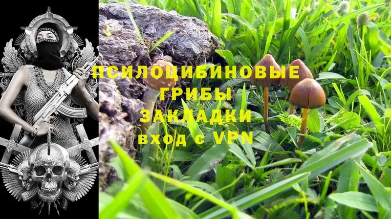 мориарти телеграм  Назрань  Галлюциногенные грибы MAGIC MUSHROOMS  купить закладку 